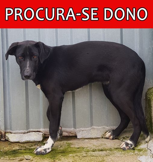 Procura-se dono de animal