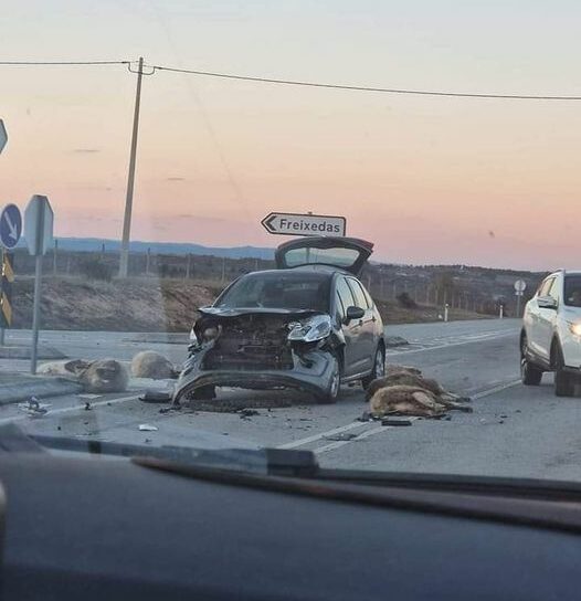 Acidente rodoviário que envolveu animais