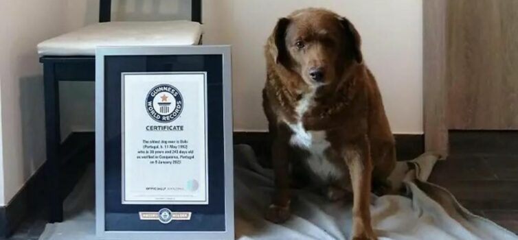 Bobi é o cão mais velho do mundo e é português