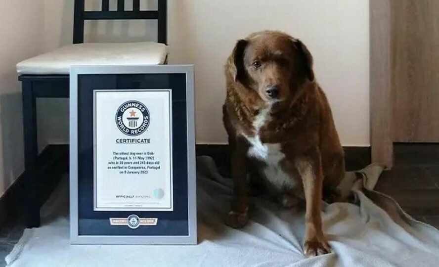 Bobi é o cão mais velho do mundo e é português