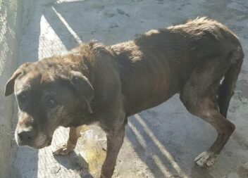 Cão macho de grande porte, visivelmente subnutrido e com cerca de 10 anos, recol