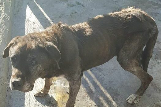 Cão macho de grande porte, visivelmente subnutrido e com cerca de 10 anos