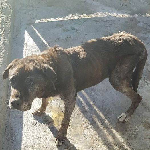 Cão macho de grande porte, visivelmente subnutrido e com cerca de 10 anos
