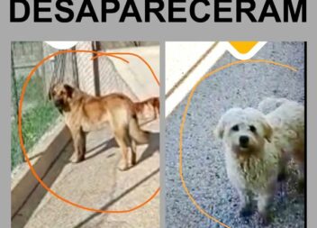 Desapareceram dois cães