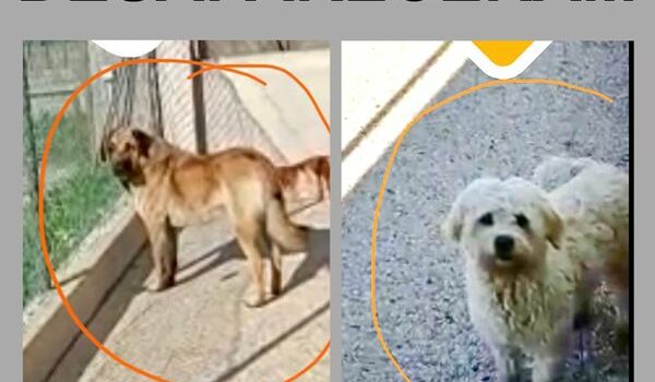 Desapareceram dois cães
