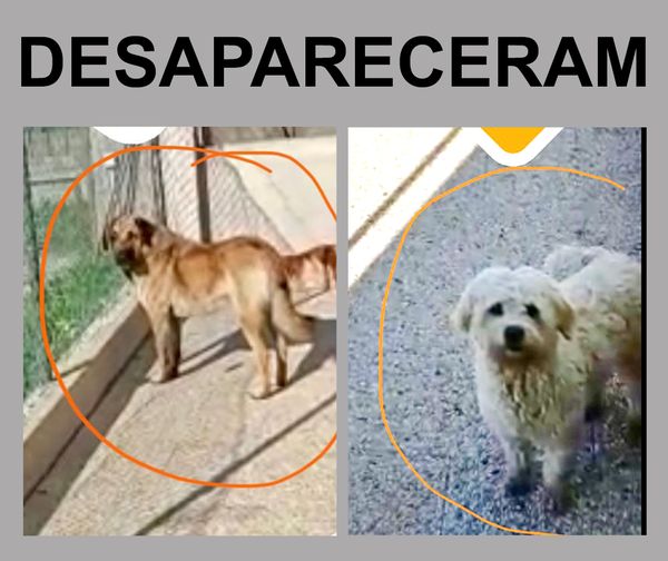 Desapareceram dois cães