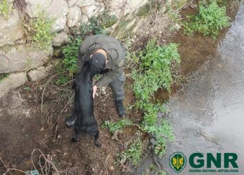 GNR de Castelo Branco resgata canídeo