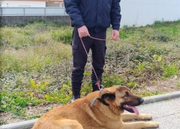 PSP de Castelo Branco enaltece cidadão que ajudou a entregar cão que se encontra