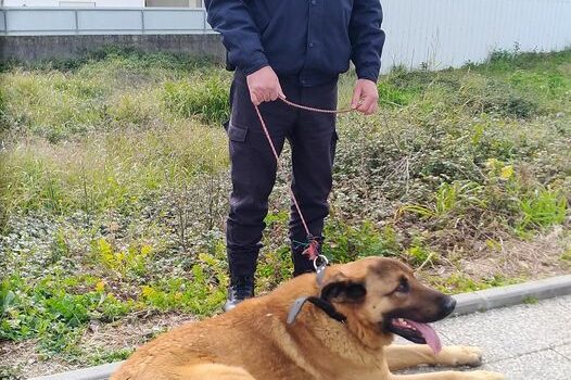 PSP de Castelo Branco enaltece cidadão que ajudou a entregar cão que se encontra