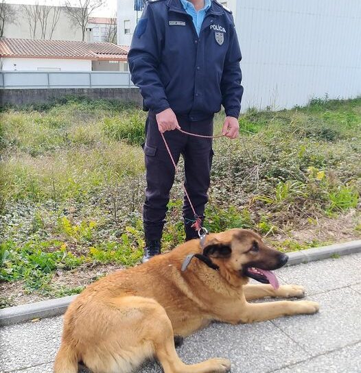 PSP de Castelo Branco enaltece cidadão que ajudou a entregar cão que se encontra