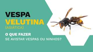 Vespa Velutina - O que fazer?