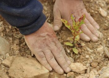 560 árvores autóctones serão plantadas no Parque Empresarial de Proença-a-Nova
