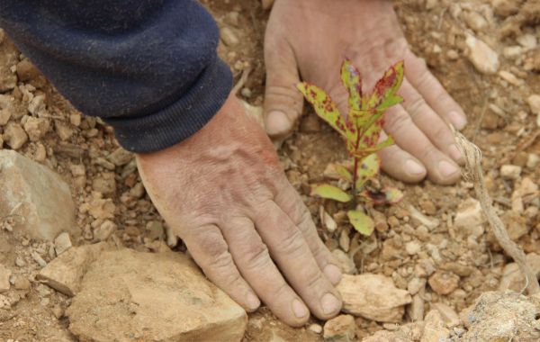 560 árvores autóctones serão plantadas no Parque Empresarial de Proença-a-Nova
