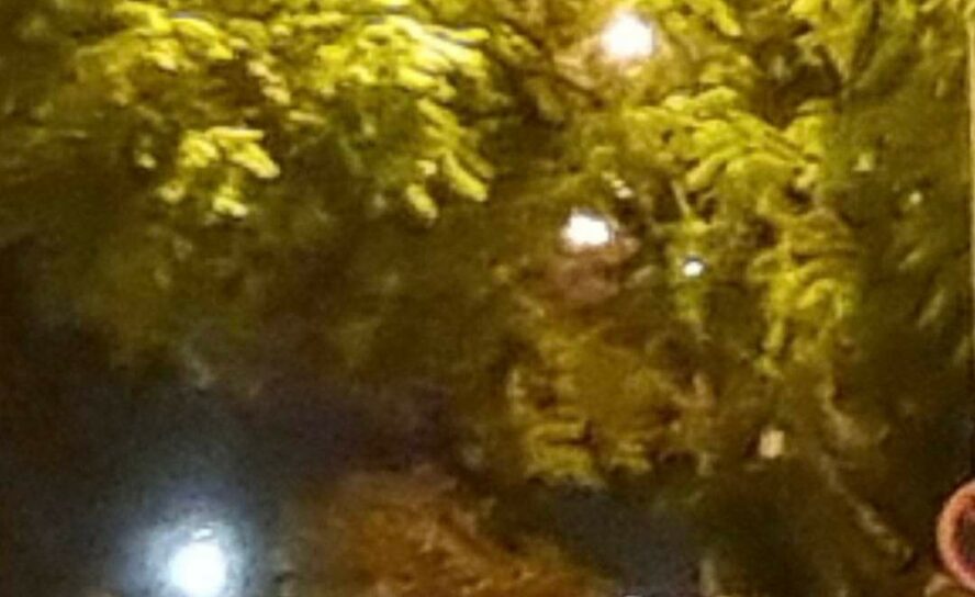 Alerta de queima de sobrantes em Castelo Branco.