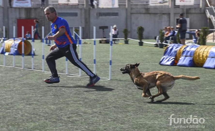 Cães e dons divertem-se no Agility World Championship 2023