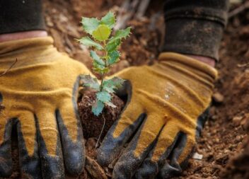 Navigator avança com restauro ecológico em mais de 110 hectares em Idanha-a-Nova