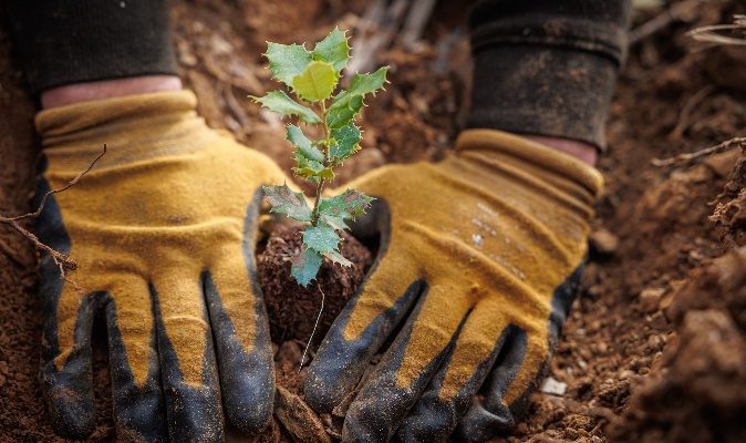 Navigator avança com restauro ecológico em mais de 110 hectares em Idanha-a-Nova