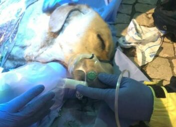 Cadela morre ao salvar dono de incêndio