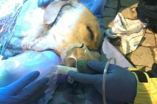 Cadela morre ao salvar dono de incêndio