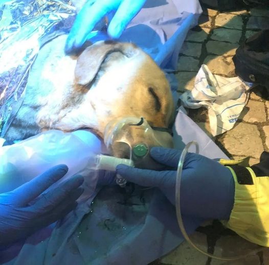 Cadela morre ao salvar dono de incêndio