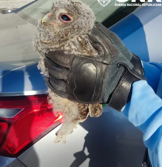 Coruja-do-mato juvenil resgatada em Castelo Branco