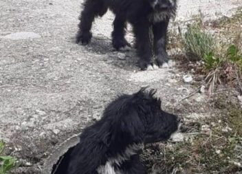 GNR Identifica mulher por abandono de animais de companhia no Fundão