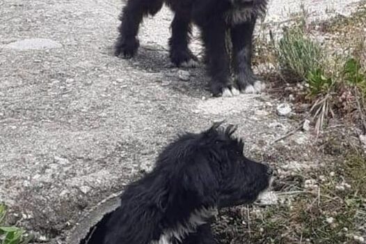 GNR Identifica mulher por abandono de animais de companhia no Fundão