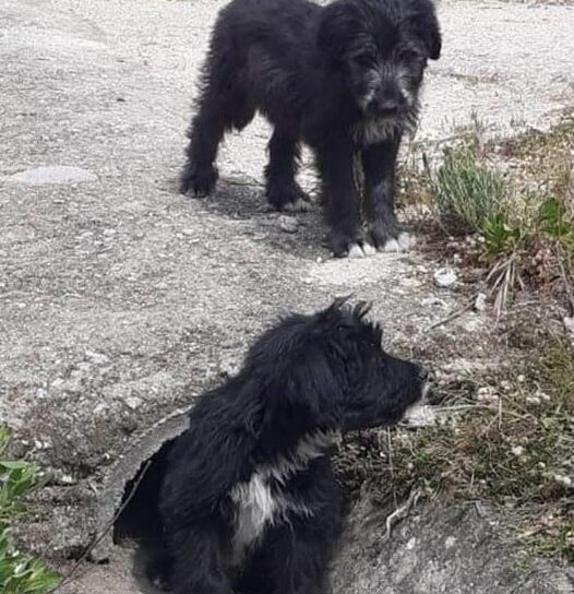 GNR Identifica mulher por abandono de animais de companhia no Fundão