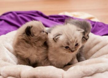 GNR resgatou três gatos recém nascidos