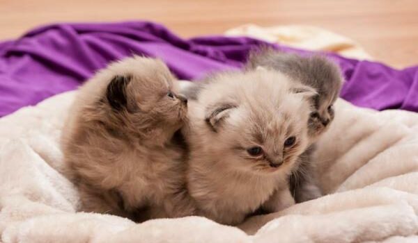 GNR resgatou três gatos recém nascidos