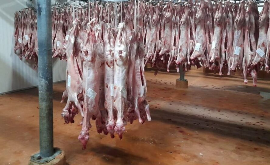 ASAE instaura processo-crime por abate clandestino em Portalegre