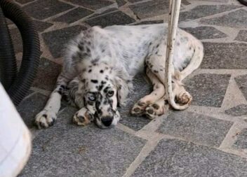 Desaparecido em Castelo Branco