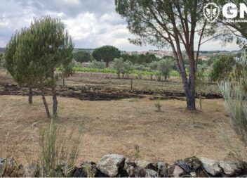 Detido por incêndio florestal em Seia