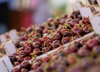 Fundão: Um quilo de cerejas por 660 euros