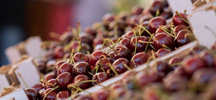 Fundão: Um quilo de cerejas por 660 euros