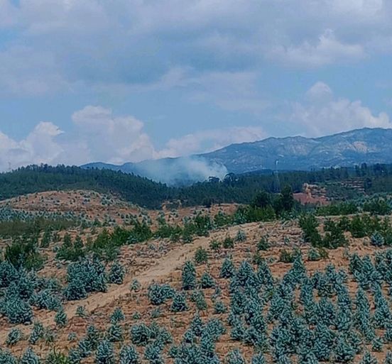 Incêndio em Sobral do Campo
