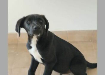 Lindíssimo cachorrinho macho, com 12 semanas, cruzamento de Labrador com Serra