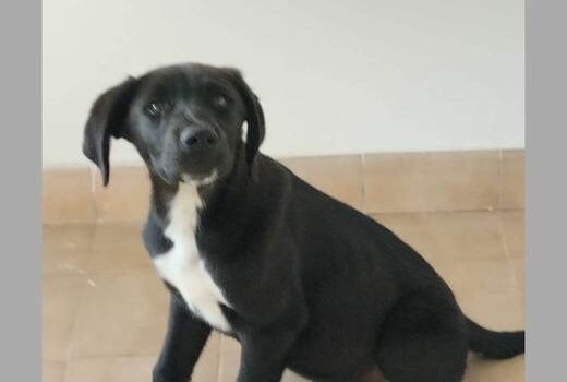 Lindíssimo cachorrinho  macho, com 12 semanas