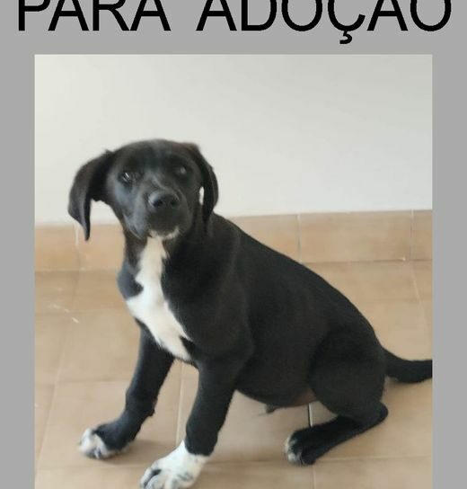 Lindíssimo cachorrinho  macho, com 12 semanas