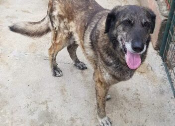 Ninho do Açor