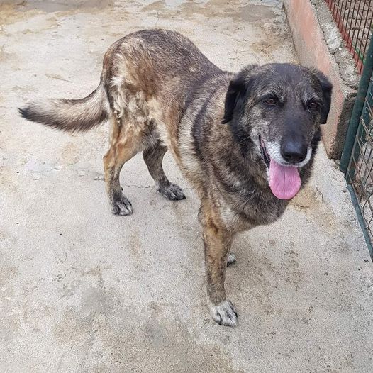 Ninho do Açor