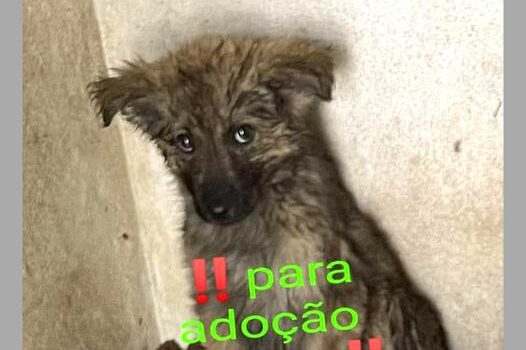 Para adoção responsável