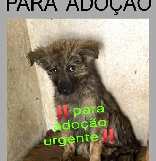 Para adoção responsável