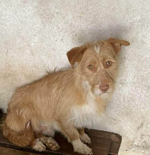 Pedido de adoção responsável