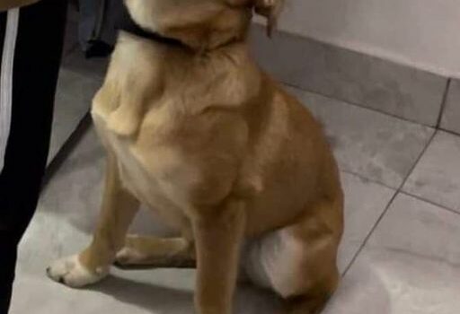 Guarda