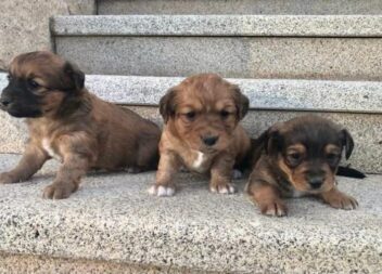 Adoção responsável em Castelo Branco