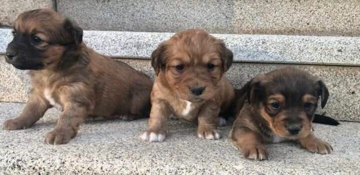 Adoção responsável em Castelo Branco
