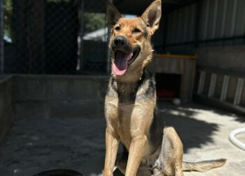 Adoção responsável em Castelo Branco
