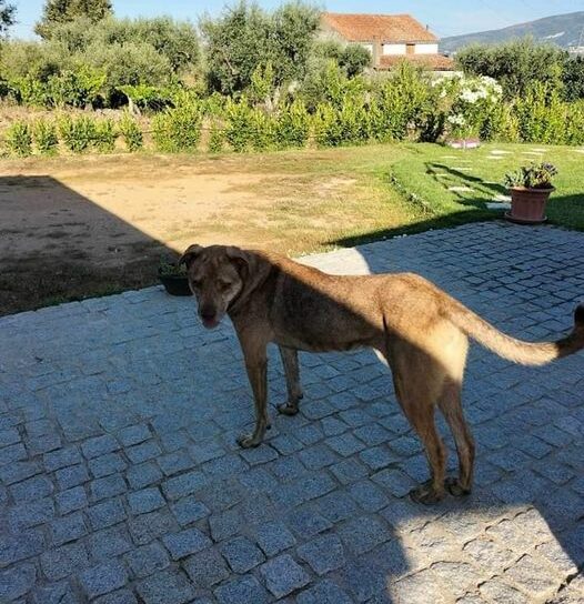 Covilhã