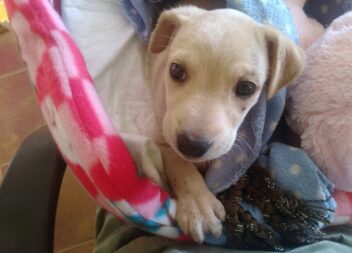 Adoção responsável em Castelo Branco